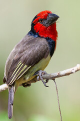 Black-collared Barbet - Botswana