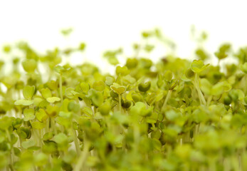 rocket salad microgreens, isolated on white