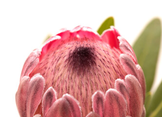 Pink exotic protea flower, cultivated as a cutflower isolated on white background - obrazy, fototapety, plakaty