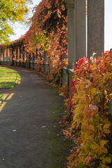 Naklejka premium Beautiful garden in autumn colors in Kassel, called vineyard, the gateway to the city, Kassel, Germany, October 13, 2019