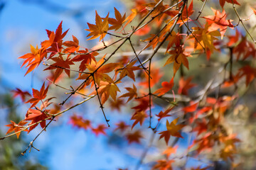 Blurred defocusd bokeh image of fall season. Orange and red maple tree autumn background