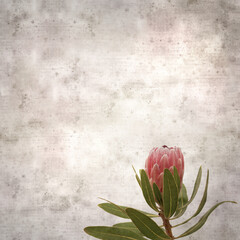 stylish textured old paper square background with exotic pink Protea flower
