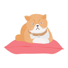 Ginger cat lying comfortably on cushion pillow