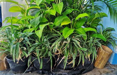 Decorative Plants And Flowers For Houses