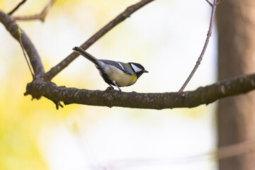 A great tit at a feeding place on a branch in winter