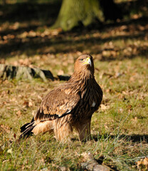 Östlicher Kaiseradler (Aquila heliaca)