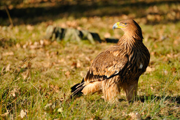 Östlicher Kaiseradler (Aquila heliaca)