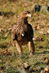 Östlicher Kaiseradler (Aquila heliaca)