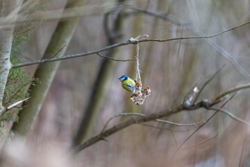 A blue tit at a feeding place on a branch in winter
