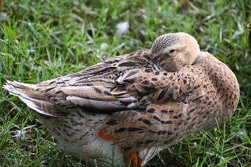 mallard duck