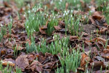 Wild snowdrops bloom among old leaves in the forest