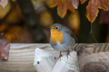 A robin sits on a wooden fence