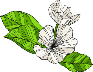 Pear flowers and leaves isolated on white. Hand drawn line vector illustration. Eps 10
