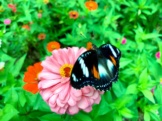 Butterflies perched on pretty pink flowers.