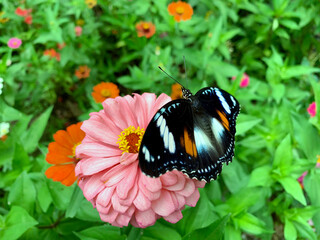 Butterflies perched on pretty pink flowers.