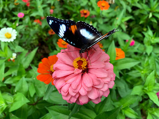 Butterflies perched on pretty pink flowers.