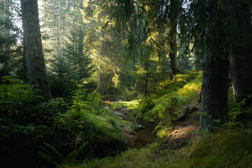 Fairy tale spring in autumn forest. Morning rays of light through the trees. Picturesque forest