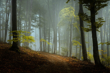 Mysterious blue fog and light in dark foggy forest during a cold autumn day