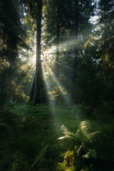 Spectacular sun rays in fairy tale forest. Autumn foggy morning