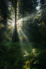 Obraz premium Spectacular sun rays in fairy tale forest. Autumn foggy morning
