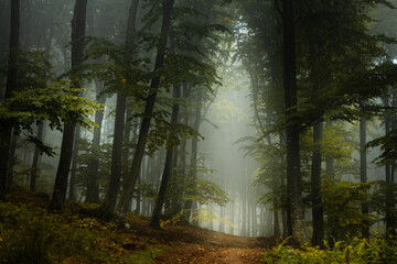 Fototapeta na wymiar Fairy tale foggy forest trail in a cold autumn day. Blue fog in the distance