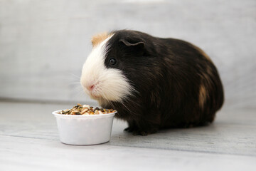 guinea pig black white red eat food
