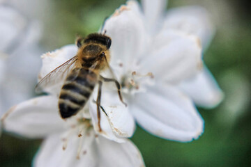 Busy Bee