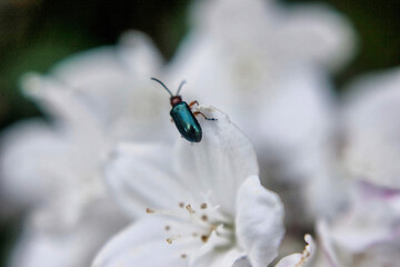 shiny bug on a white flower