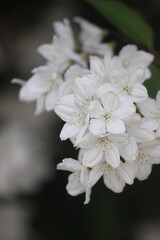 White flowers