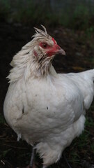 white chicken on the farm