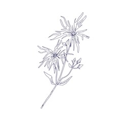 Ragged-robin flower, outlined botanical sketch. Vintage engraving of Silene flos-cuculi. Detailed drawing of wild floral plant. Drawn vector illustration of wildflower isolated on white background