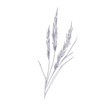 Outlined sketch of reed grass. Botanical sketchy drawing of Calamagrostis. Vintage engraving of smallweed. Handdrawn wild plant. Detailed hand-drawn vector illustration isolated on white background