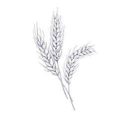 Outlined sketch of wheat spikelets with ears, grains, stems and spikes. Vintage detailed engraved drawing of farm field seed plant. Hand-drawn vector illustration isolated on white background