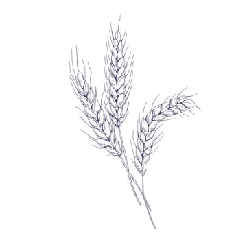 recommend clip art: Outlined sketch of wheat spikelets with ears, grains, stems and spikes. Vintage detailed engraved drawing of farm field seed plant. Hand-drawn vector illustration isolated on white background