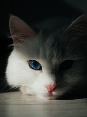 OLYMPUS DIGITAL CAMERA