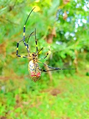 A spider that builds a web.