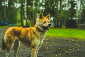 Akita Inu on a walk with the owner