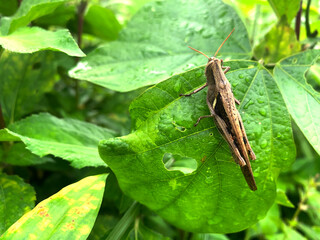 brown grasshopper insect perched on green leaf photo