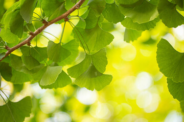Close up of green japanese ginkgo leaves in summer.
