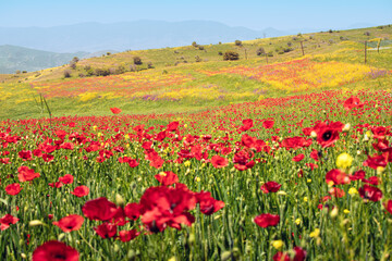 Scenic view of the field with blooming red poppies and other wildflowers. The concept of agriculture and plant cultivation of papaver flowers