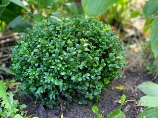 Spherical boxwood bushes close up. Lawn with plants. Boxwood, an evergreen deciduous plant. - obrazy, fototapety, plakaty