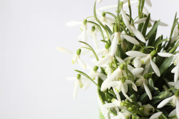 Spring season. Spring flowers concept. Snowdrop, spring white flower. Bouquet of fresh snowdrops flowers on the white background. White background with place for text and title