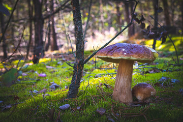 big and small cep mushrooms in wood