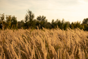 Grass ears in the Hungarian sunset