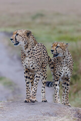 Cheetahs in closeup range, portrait from Masai Mara, Kenya