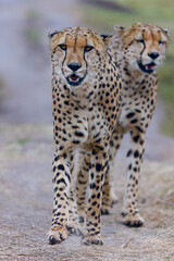 Cheetahs in closeup range, portrait from Masai Mara, Kenya