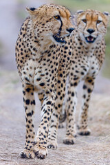 Cheetahs in closeup range, portrait from Masai Mara, Kenya