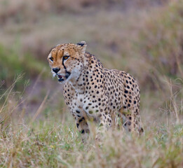 Naklejka premium Cheetahs in closeup range, portrait from Masai Mara, Kenya