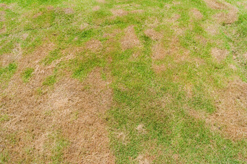 a patch is caused by the destruction of fungus Rhizoctonia Solani grass leaf change from green to...
