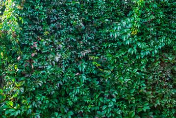 Leafy green texture. Virginia creeper or Parthenocissus quinquefolia Engelmannii natural floral...